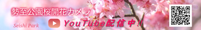 桜開花情報カメラ
