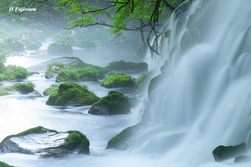 冬滝-雪の元滝伏流水/白黒の光景ですが、苔の緑は夏の様です。