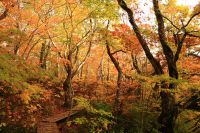 提供者：にかほ市観光協会撮影日：2015/10/23不思議の森、紅葉真っただ中です。