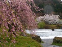 提供者：にかほ市観光協会撮影日：2019/4/27奈曽川河川公園の桜1