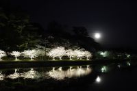提供者：にかほ市観光協会撮影日：2019/4/20勢至公園の夜桜