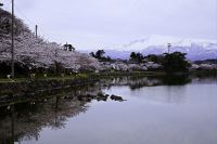 提供者：にかほ市観光協会撮影日：2019/4/20鳥海山と勢至公園の桜