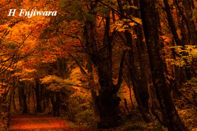 晩秋の雨-中島台を抜ける道路、枯葉が降り積もる晩秋を感じさせる雨の日