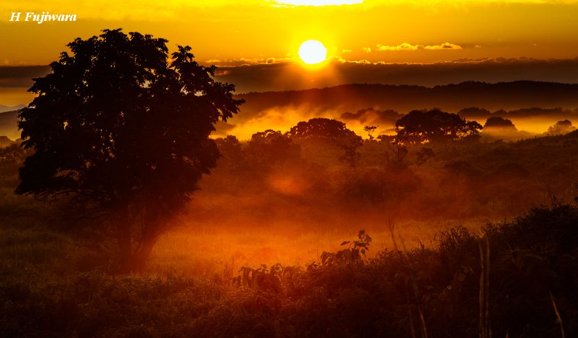 夏、早靄の冬師湿原-冬師の朝、朝靄が朝陽で燃え上る様な光景です。