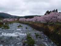 提供者：にかほ市観光協会撮影日：2019/4/27奈曽川河川公園の桜2